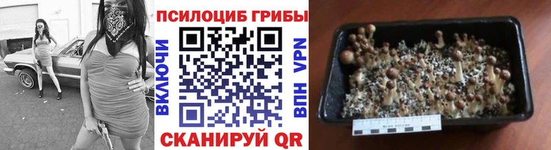 где можно купить   KRAKEN зеркало  Псилоцибиновые грибы мицелий  сайты даркнета клад  Новая Ладога 